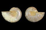2.9" Cut & Polished Agatized Ammonite Fossil - Jurassic - #131657-1